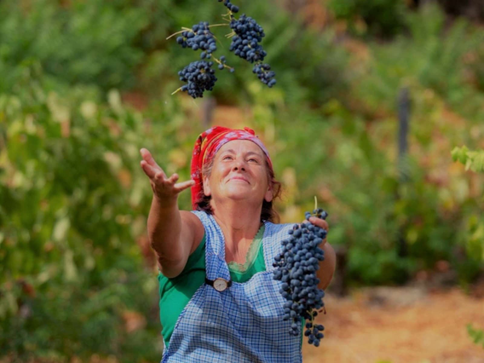 Bairrada: terra da uva Baga e de muitos encantos