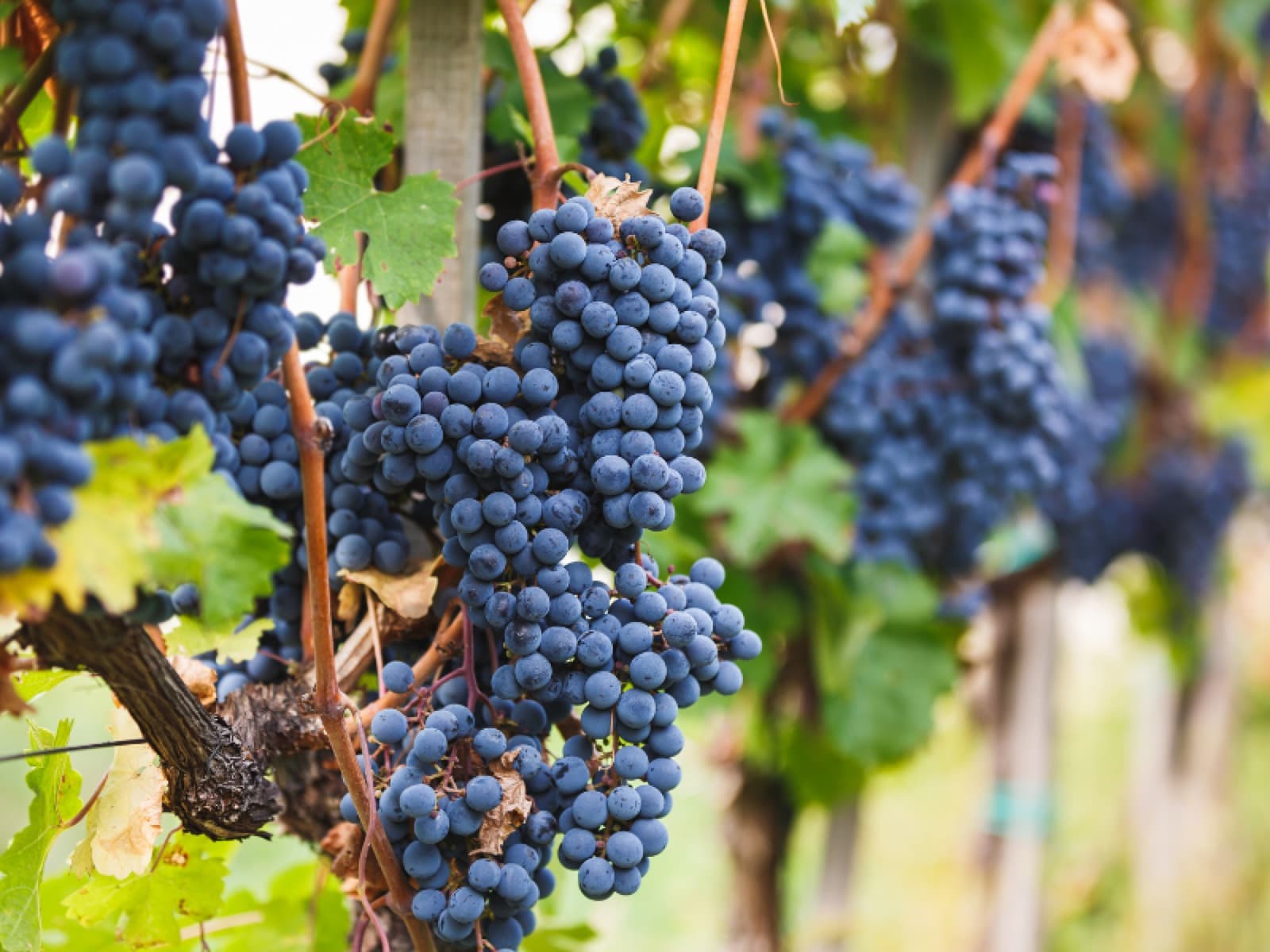 Cabernet Franc e sua ascensão na Argentina