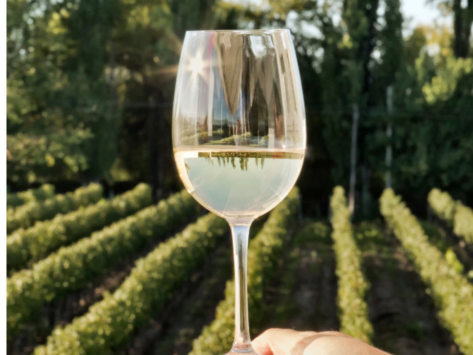 Conheça mais sobre Vinhos Verdes