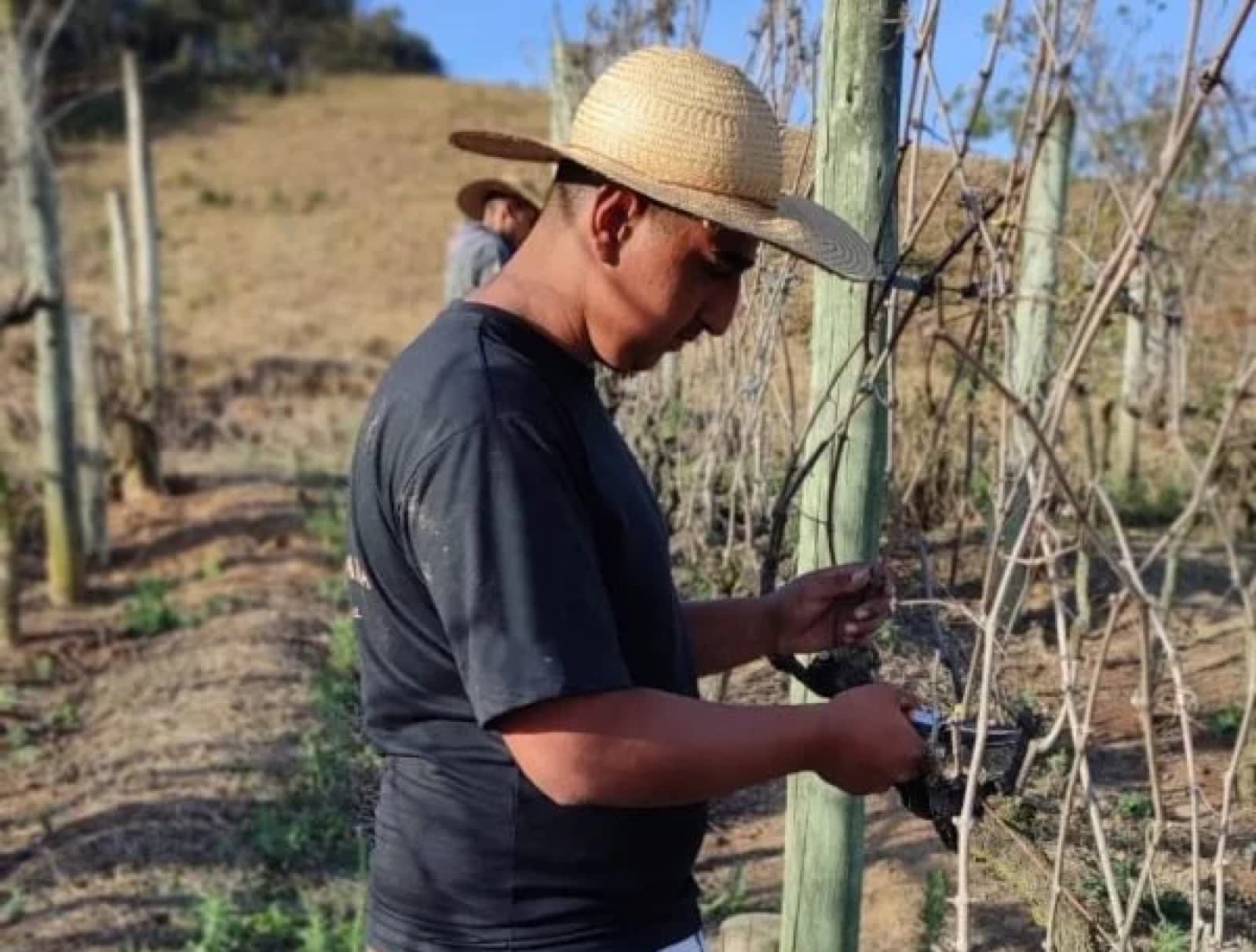 Dupla Poda: a inovação brasileira que revolucionou a produção de vinhos no inverno