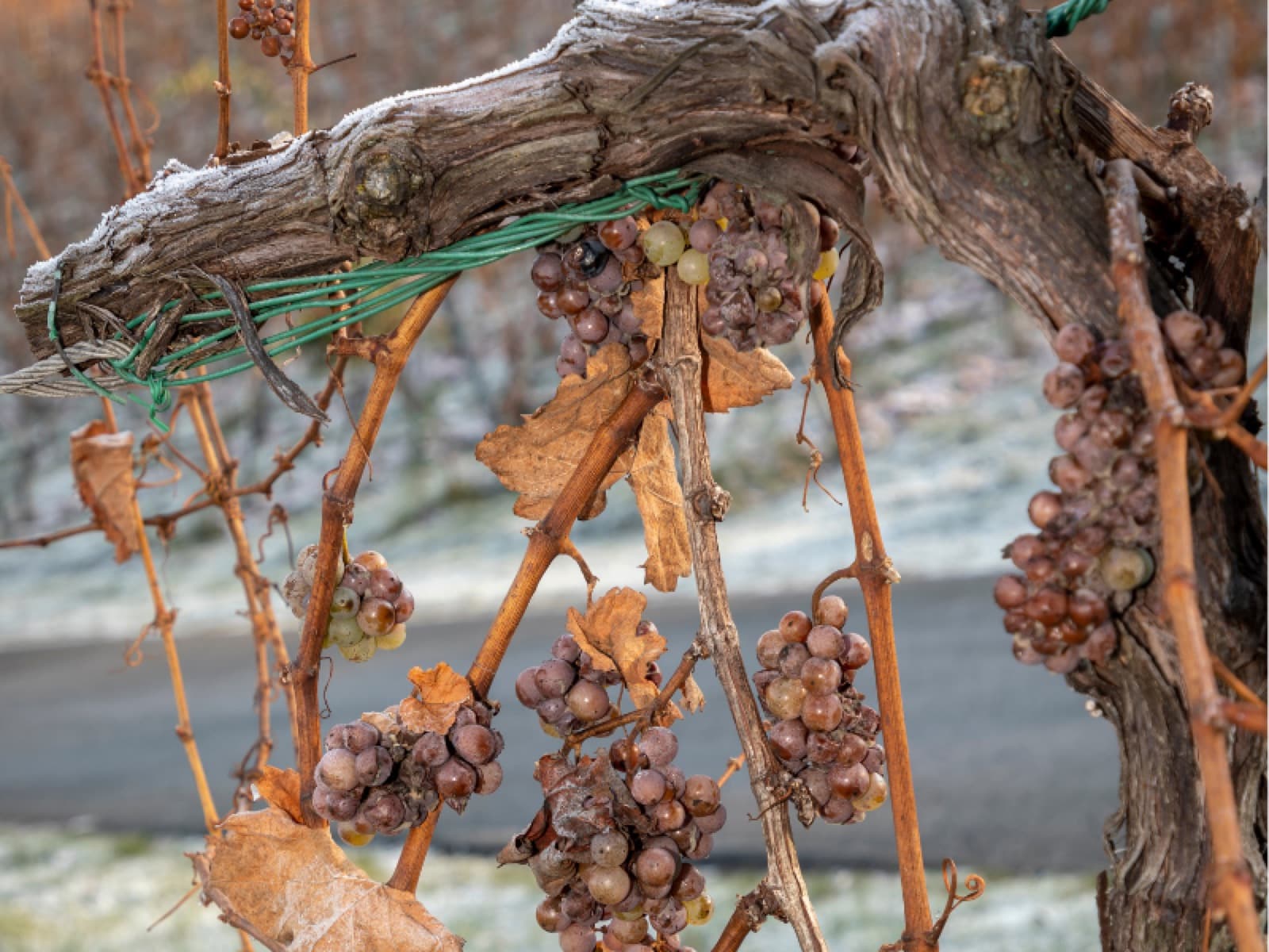 Ice Wine: o vinho do gelo