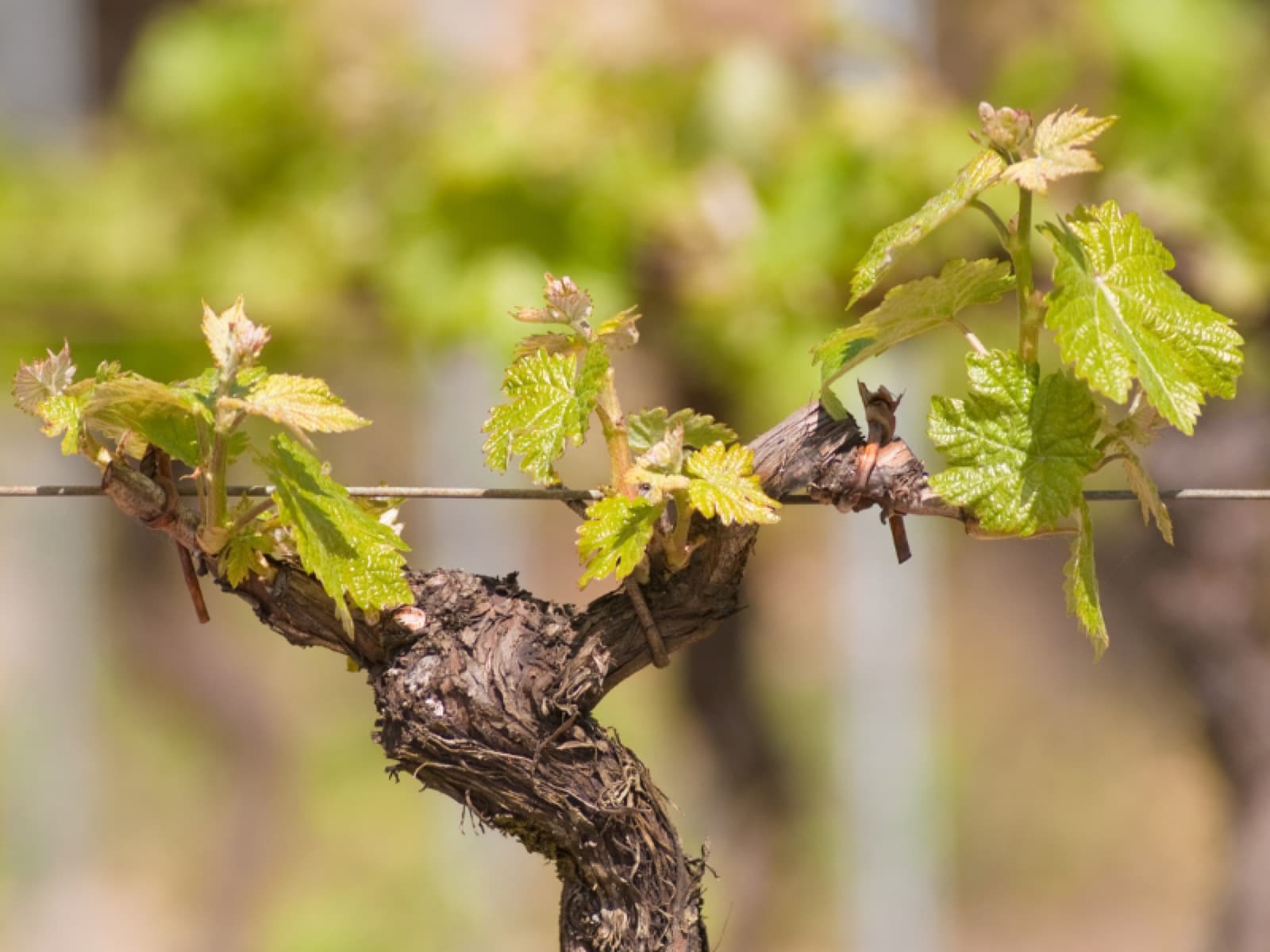 Os ciclos da videira: como a natureza molda os vinhos nos hemisférios Norte e Sul
