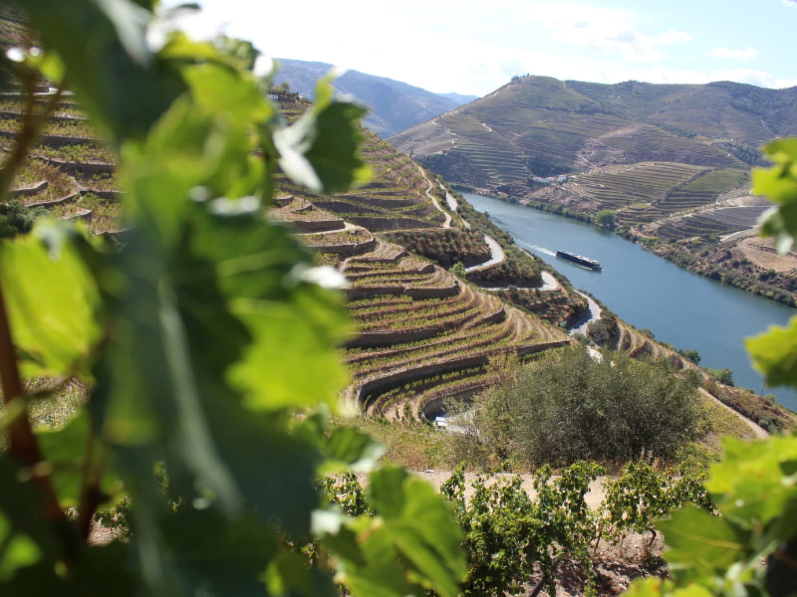 Os vinhos e os encantos do Douro
