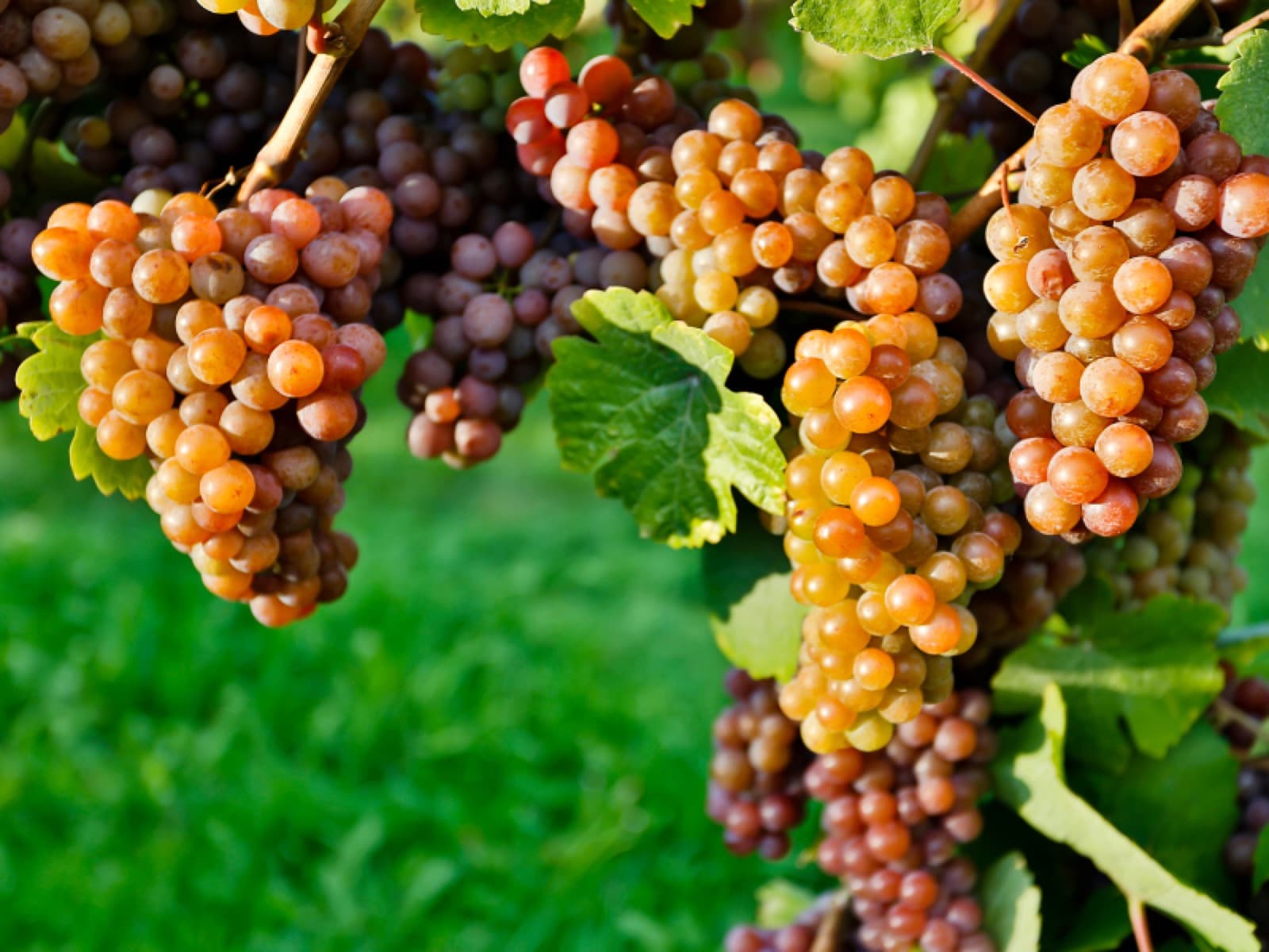 Pinot Grigio: a uva “cinza” que ganhou popularidade no mundo