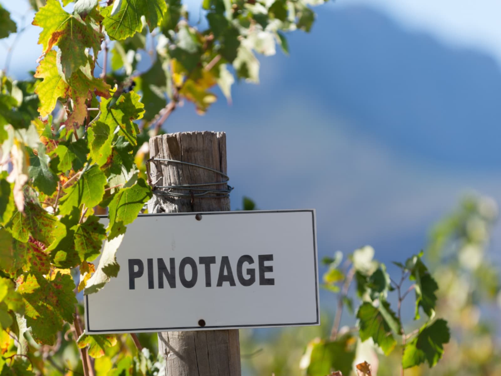 Pinotage: a exótica uva criada na África do Sul