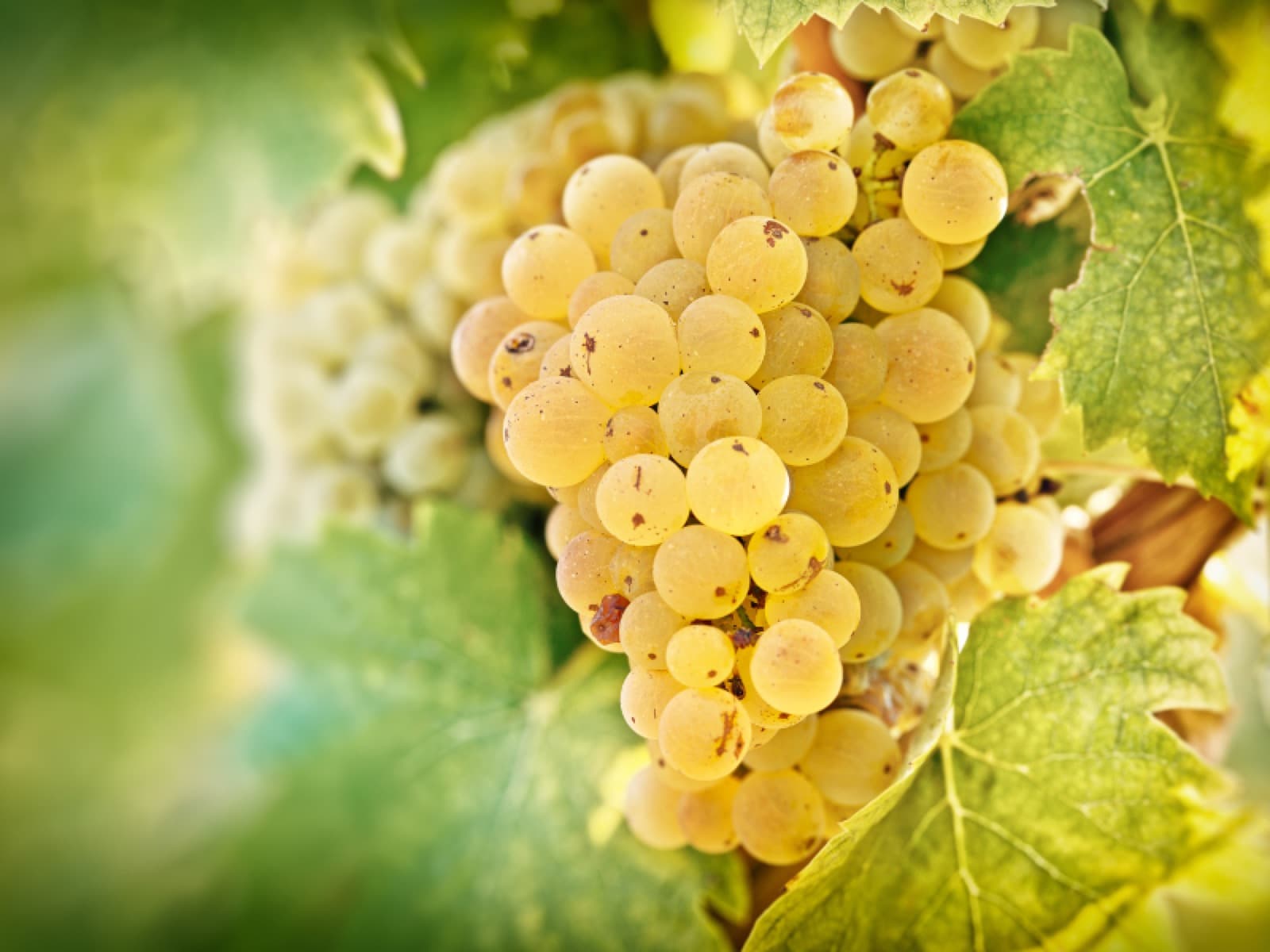 Riesling: conheça os encantos da “rainha das uvas brancas”
