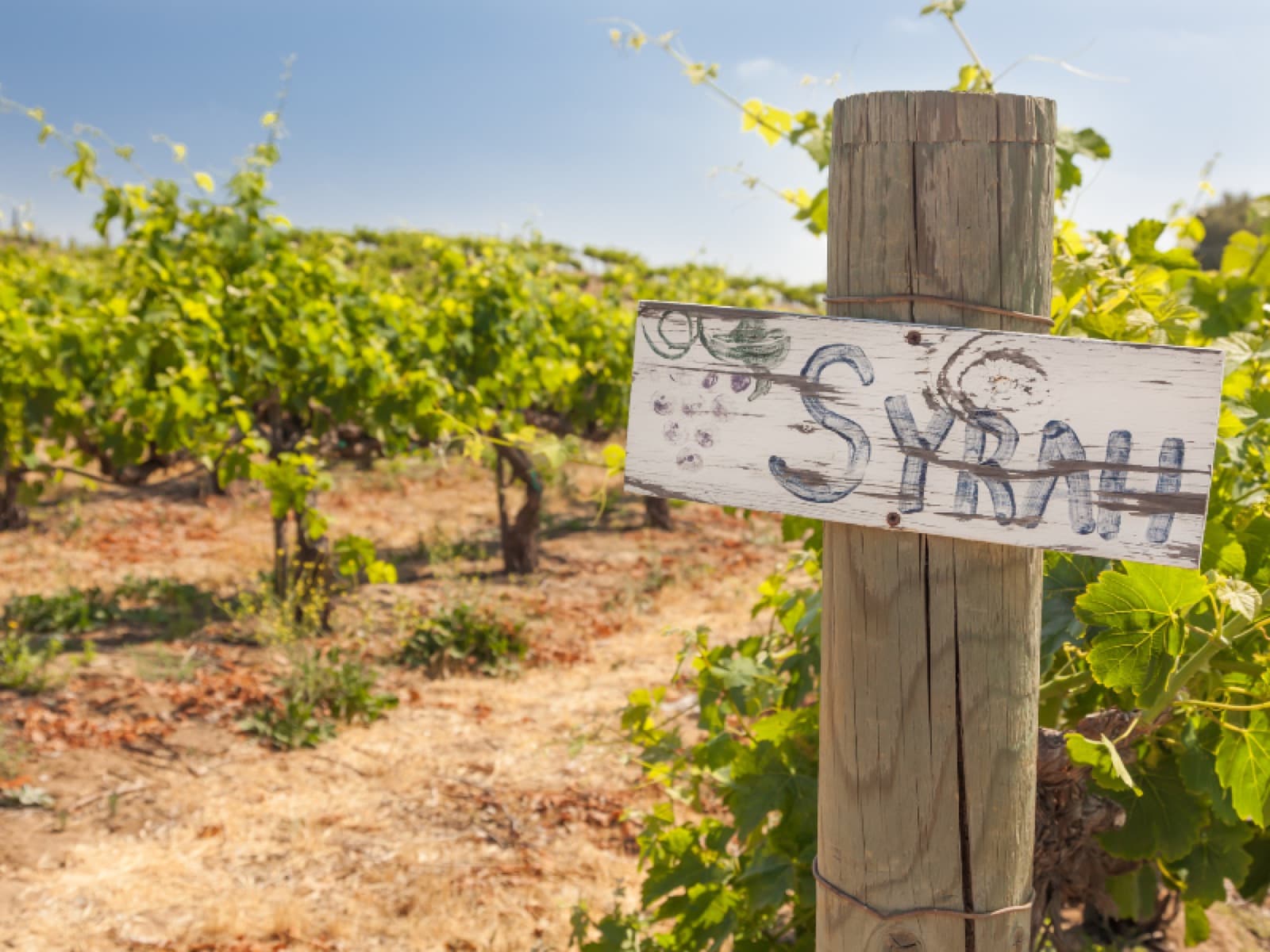 Syrah: a uva da intensidade e elegância