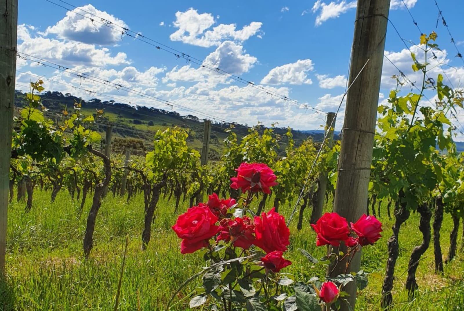 Turismo de Vinhos no Brasil