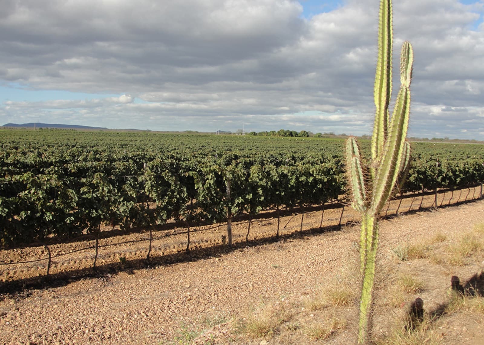 Turismo de Vinhos no Brasil