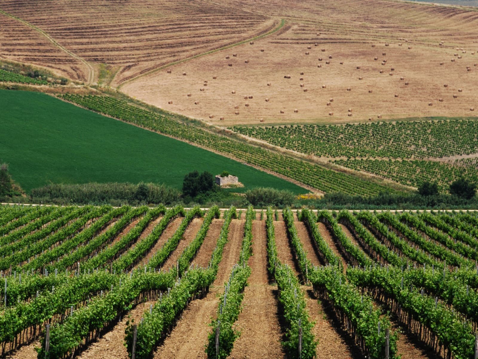 Vinhos da Sicília: um tesouro do Mediterrâneo