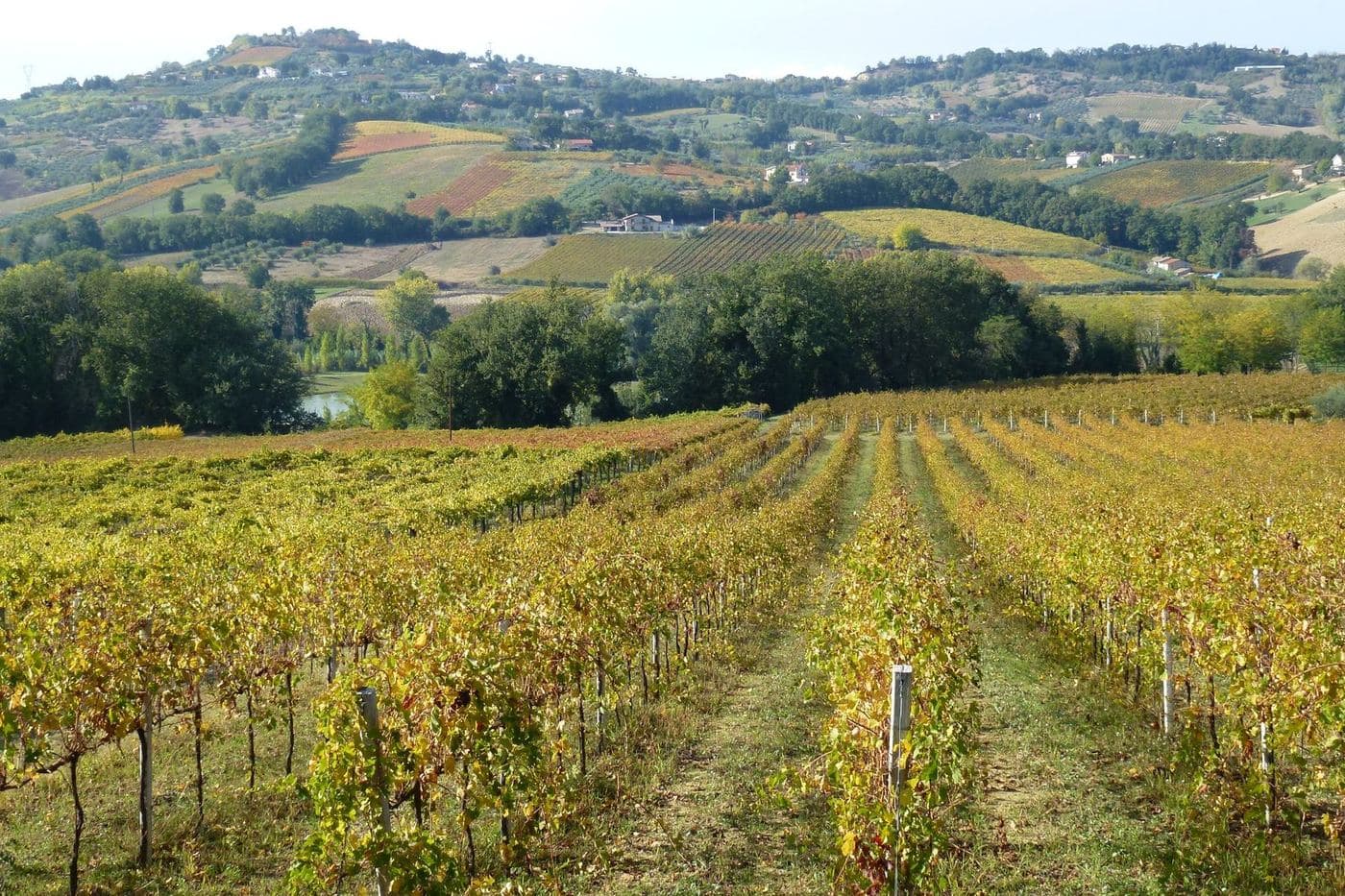 Vinhedos em fileiras na Val di Foro, Abruzzo, com colinas onduladas ao fundo