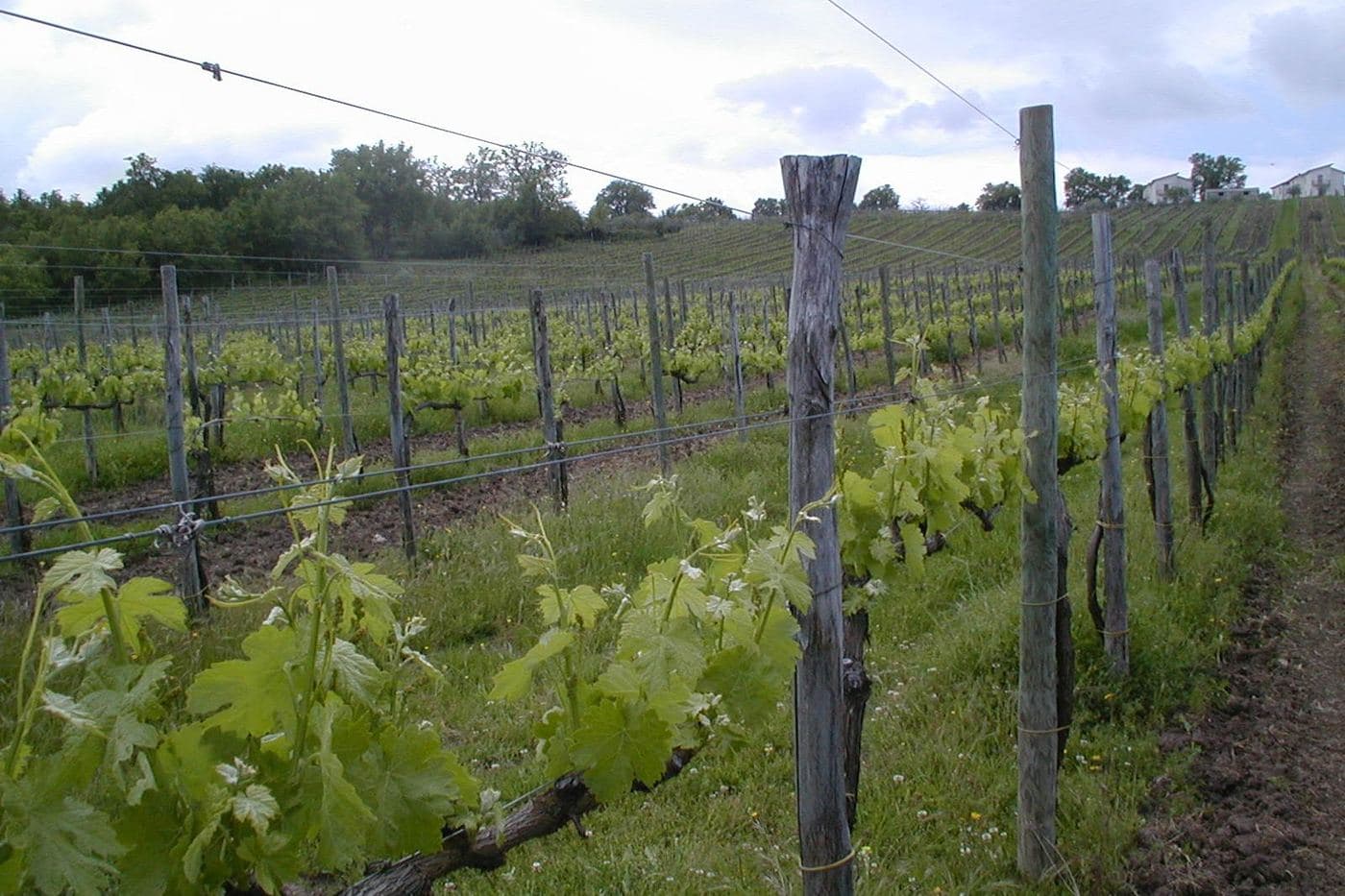 Videiras com brotação verde em vinhedo da Campânia, terra do Aglianico