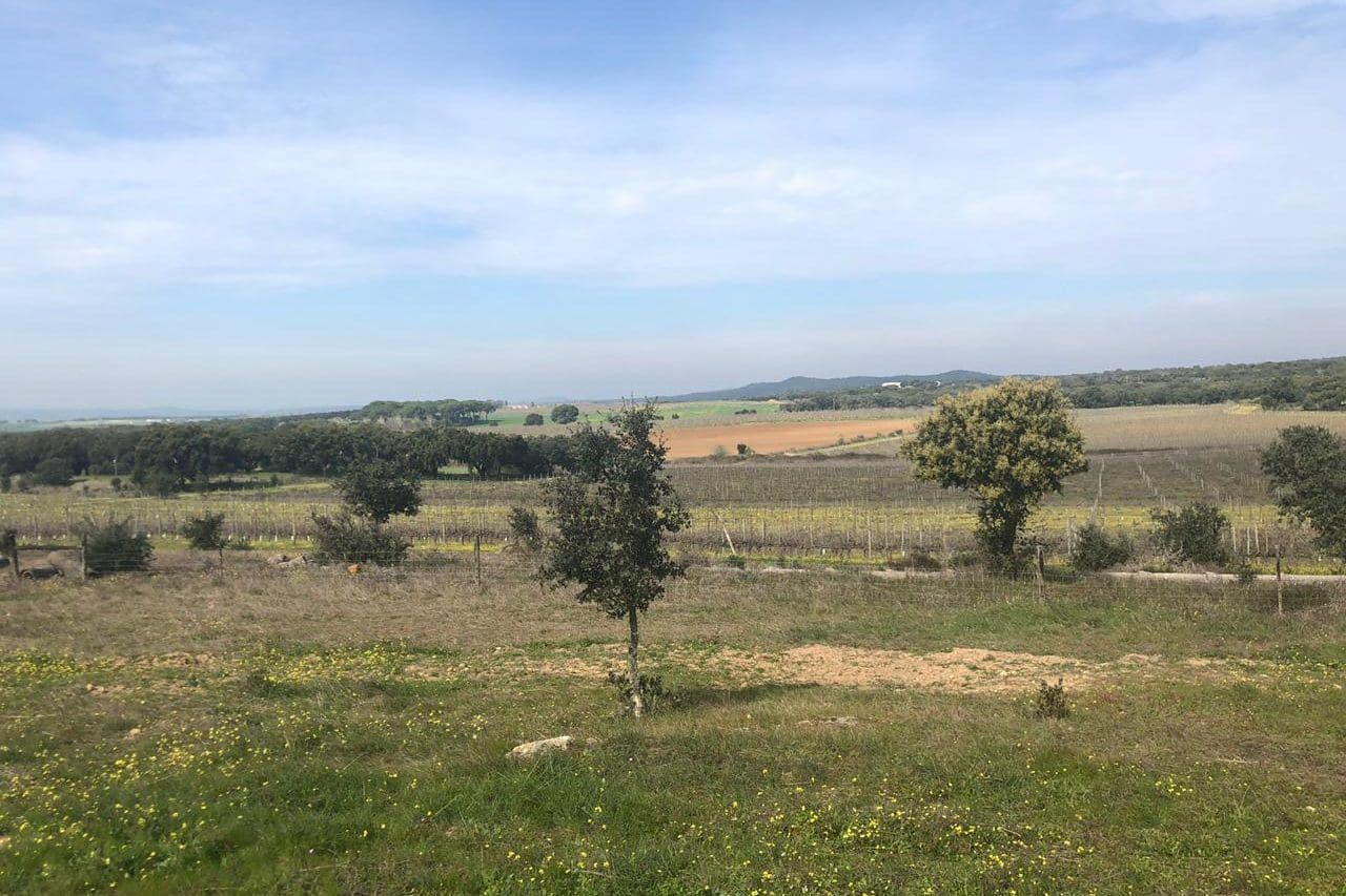 Planície do Alentejo com vinhedos, sobreiros e azinheiras sob céu azul
