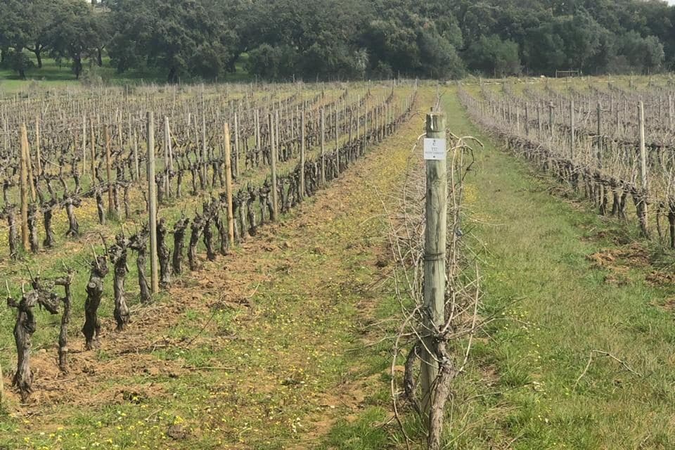 Fileiras de videiras podadas em vinhedo do Alentejo na primavera