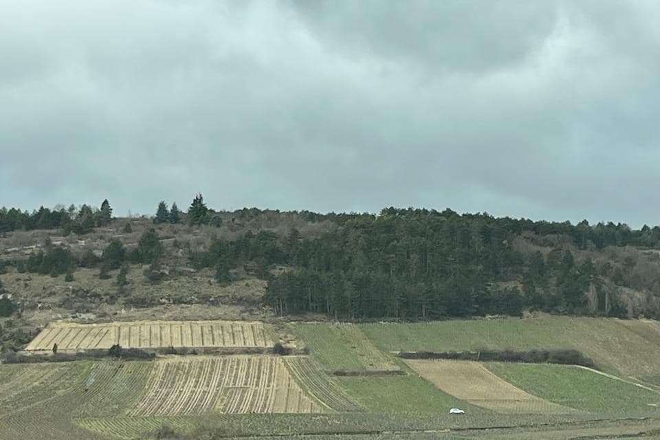 Colina de Corton com vinhedos e bosque sob céu nublado