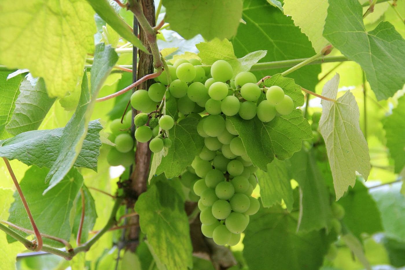 Cacho de uvas Alvarinho verdes entre folhas de videira na Galícia