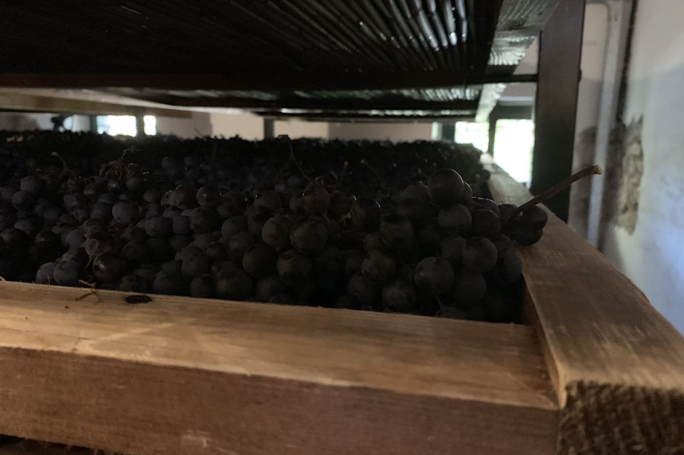 Caixas com uvas tintas secando em appassimento para Amarone