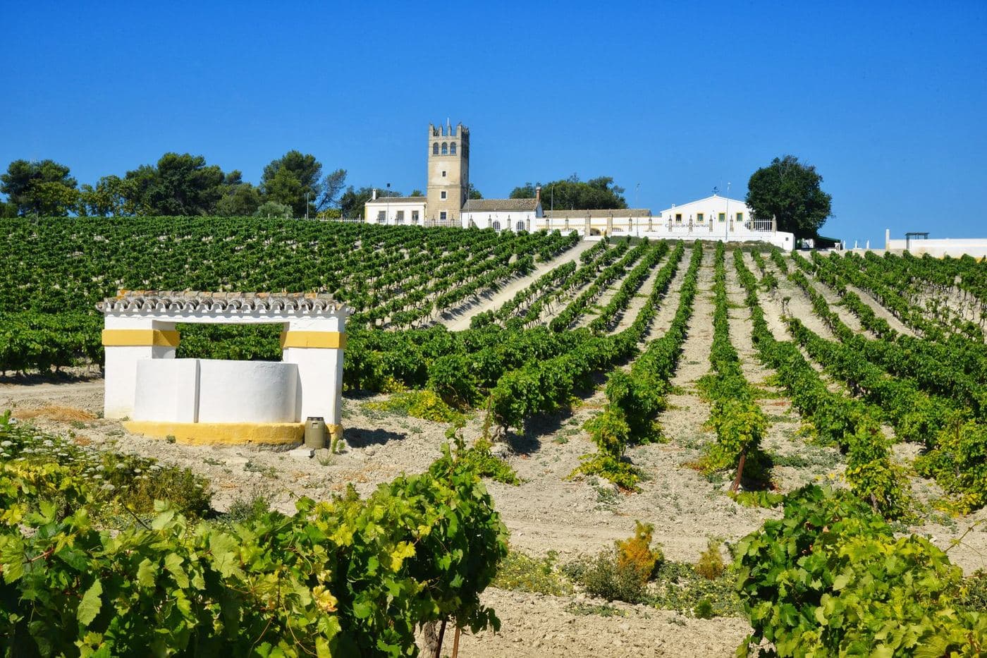 Vinhedo em solo branco de albariza no Pago de Macharnudo, Jerez, com torre ao fundo