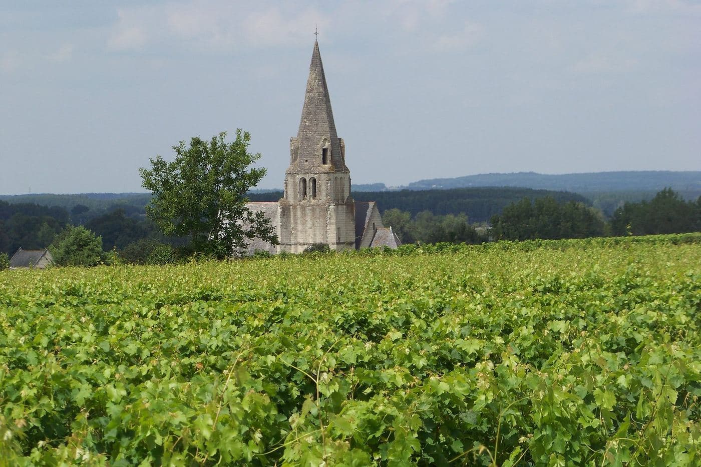 Vinhedos de Souzay-Champigny com a antiga igreja de pedra ao fundo, perto de Saumur