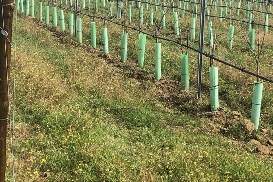 Videiras jovens com protetores verdes e ovelhas ao fundo no Alentejo