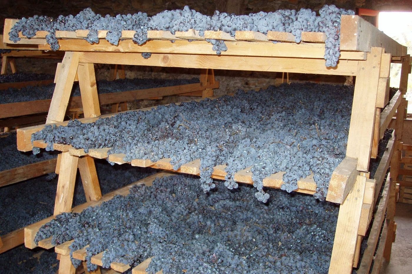 Uvas tintas secando em estrados de madeira empilhados