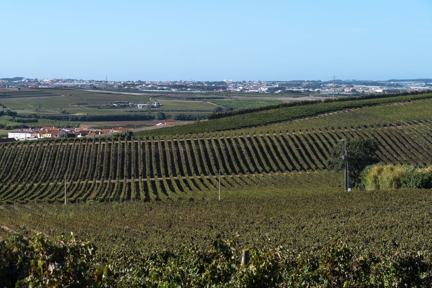 Colinas cobertas de vinhas em Torres Vedras, na região de Lisboa
