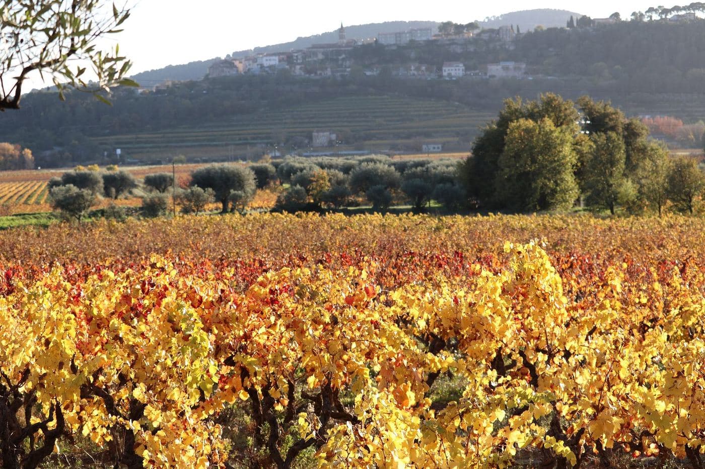 Vinhedos em cores douradas de outono em Le Castellet, na região de Bandol