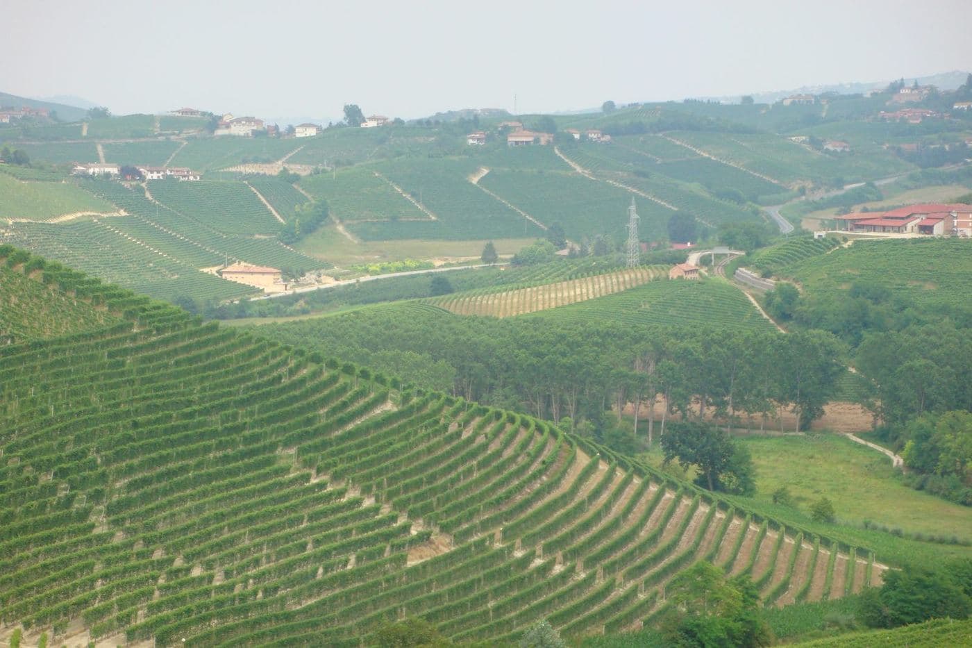Colinas de vinhedos em fileiras perto de Alba, no Piemonte