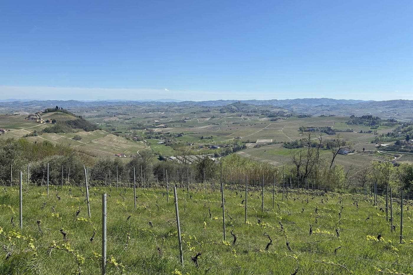 Vinhedo jovem e colinas do Monferrato vistos de Costigliole d'Asti