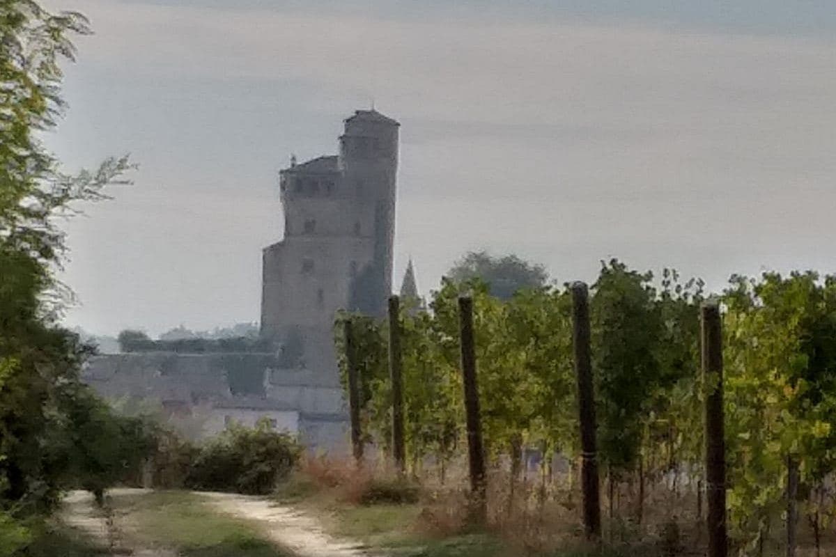 Caminho entre vinhedos com torre de castelo ao fundo no Piemonte