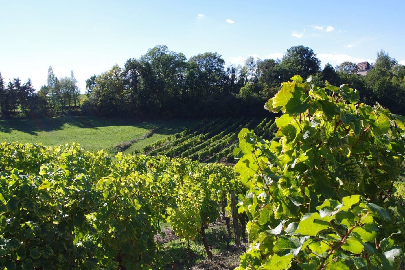 Vinhedos verdejantes em encosta da AOC Haut-Montravel, na região de Bergerac
