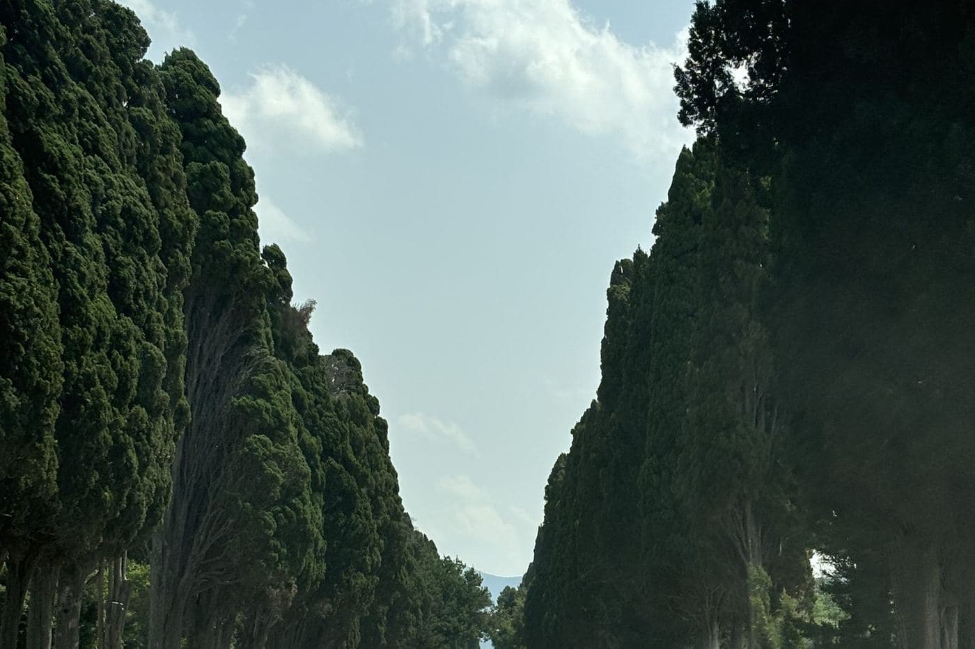 Alameda de ciprestes de Bolgheri em estrada reta sob céu azul