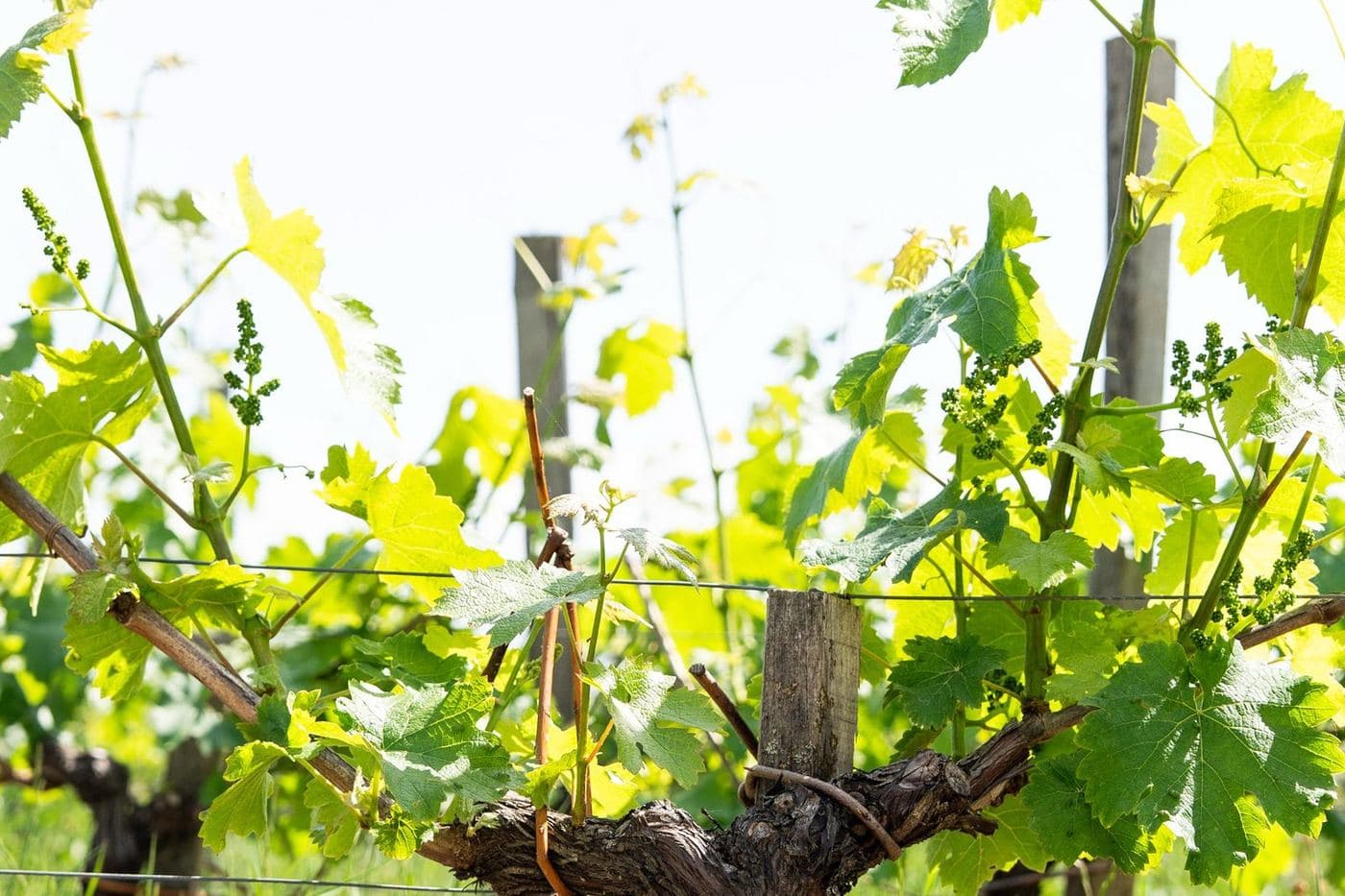 Videira velha com brotos de primavera em vinhedo de Bordeaux