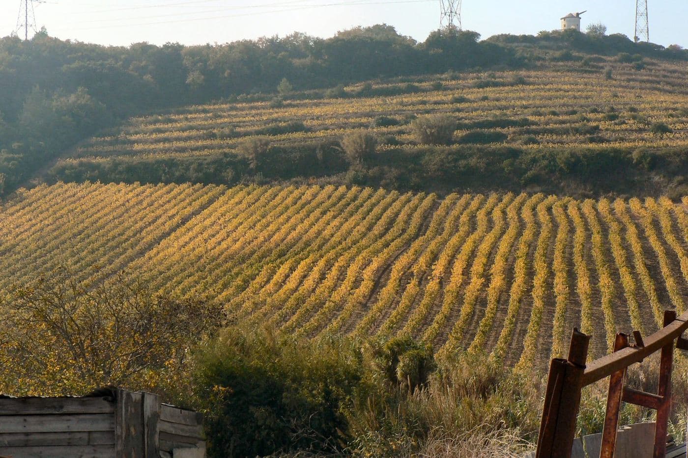 Encosta de vinhas em Bucelas com folhagem dourada de outono