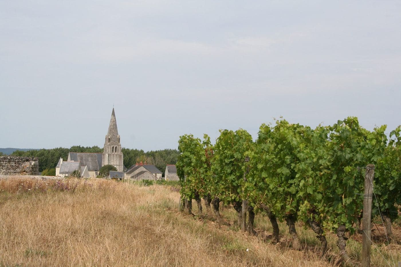 Vinhedo de Cabernet Franc em Saumur-Champigny com igreja ao fundo