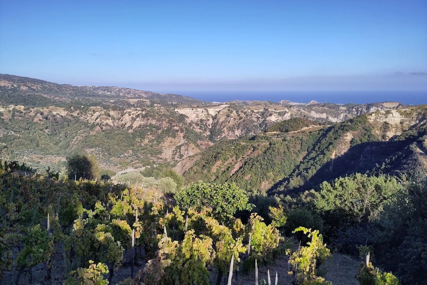 Vinhedo em encosta em Bivongi, Calábria, com vale e mar Jônico ao fundo