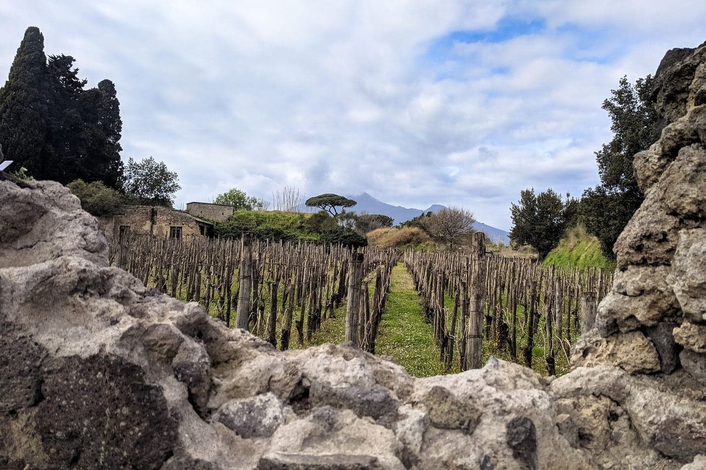 Vinhedo dentro das ruínas de Pompeia com o Vesúvio ao fundo, Campânia