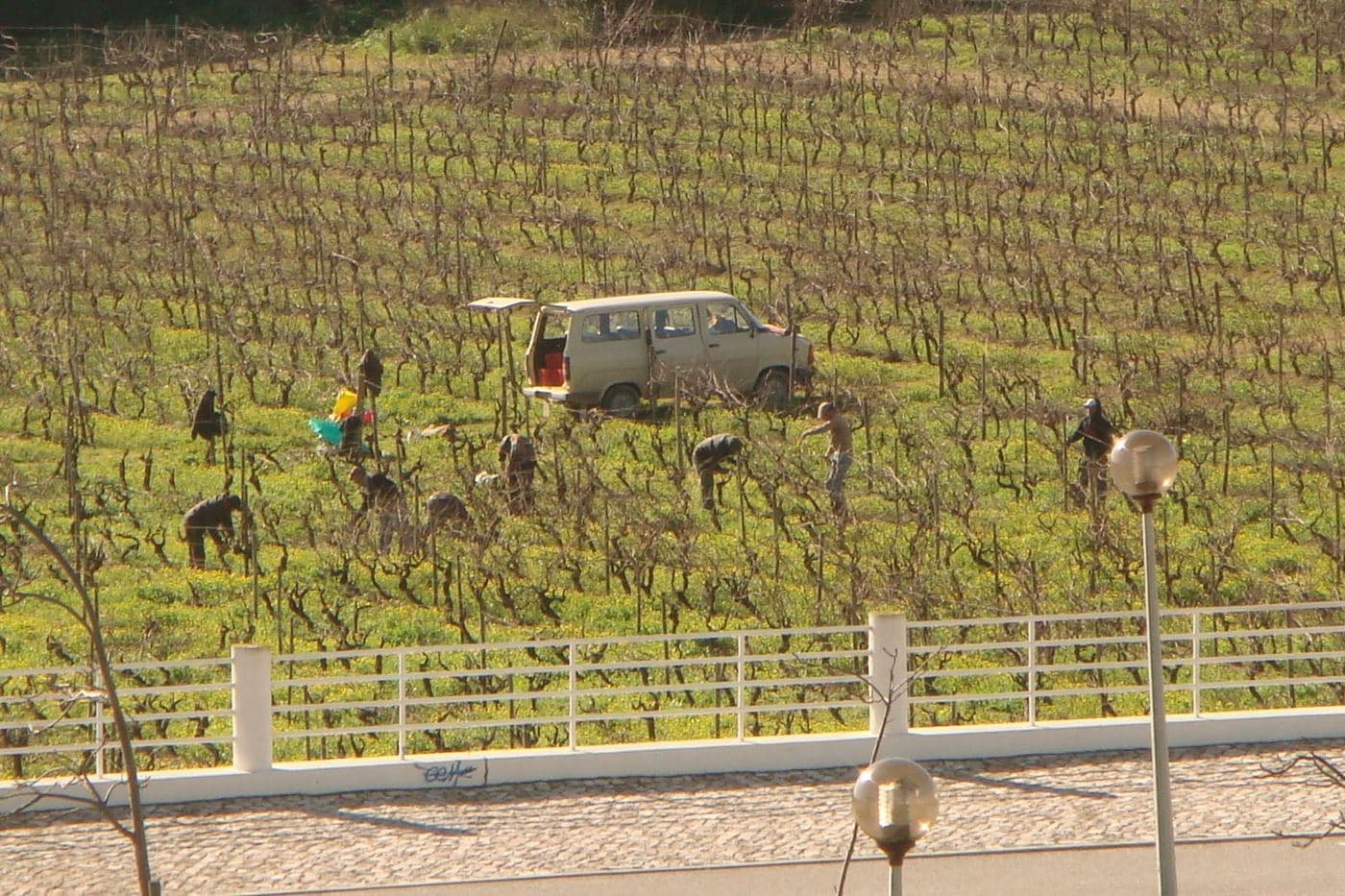 Vinhas de Carcavelos na primavera, com trabalhadores ao longe entre as fileiras