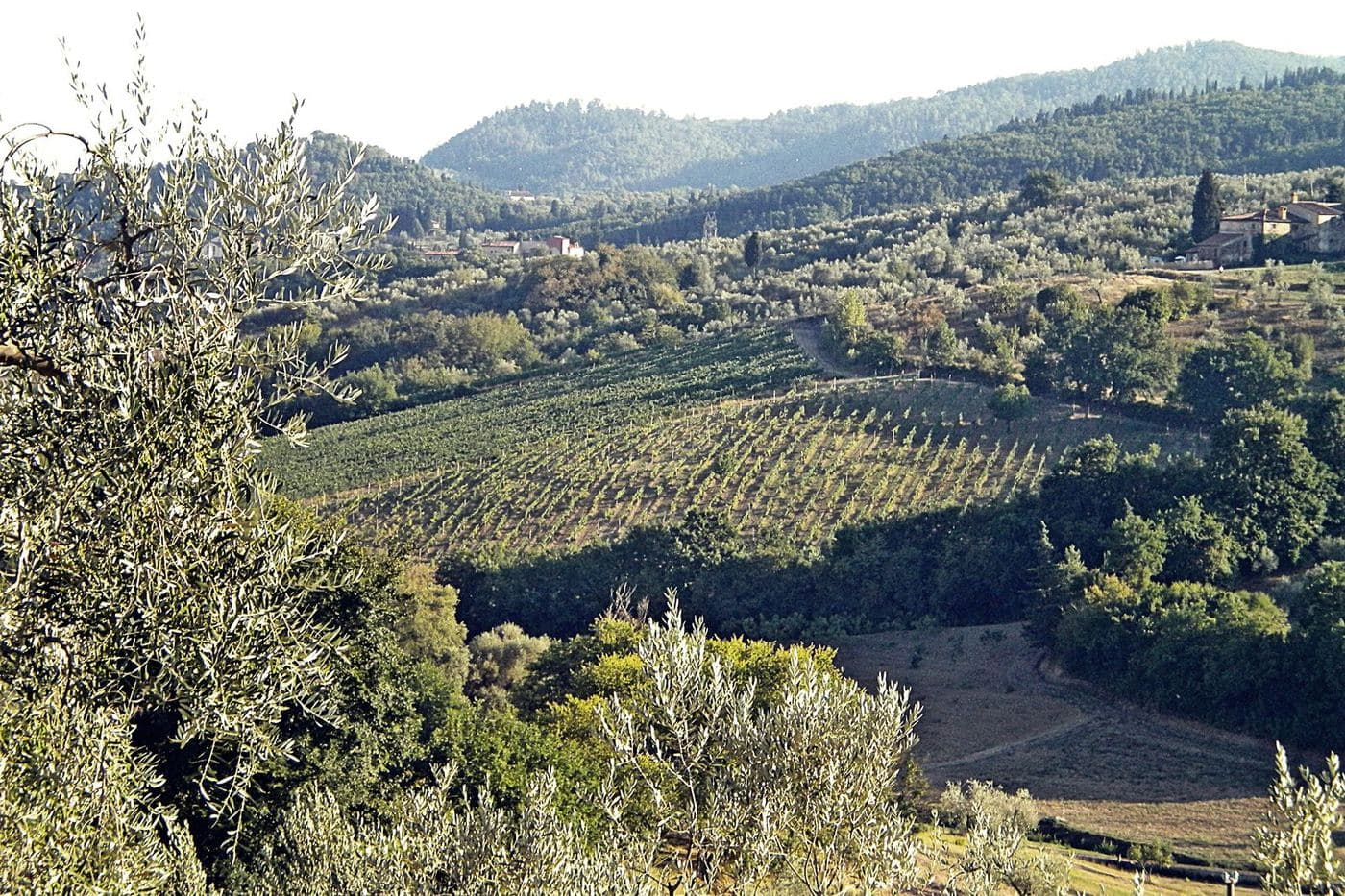 Vinhedos e oliveiras nas colinas de La Serra, em Carmignano