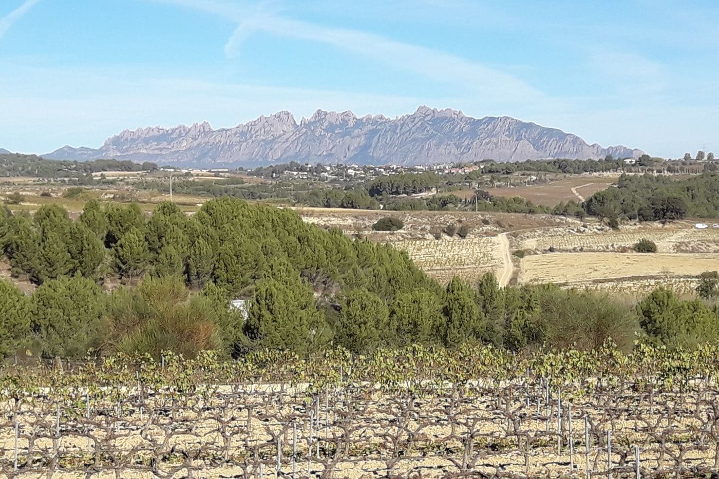 Vinhedo no Penedès com a montanha de Montserrat ao fundo