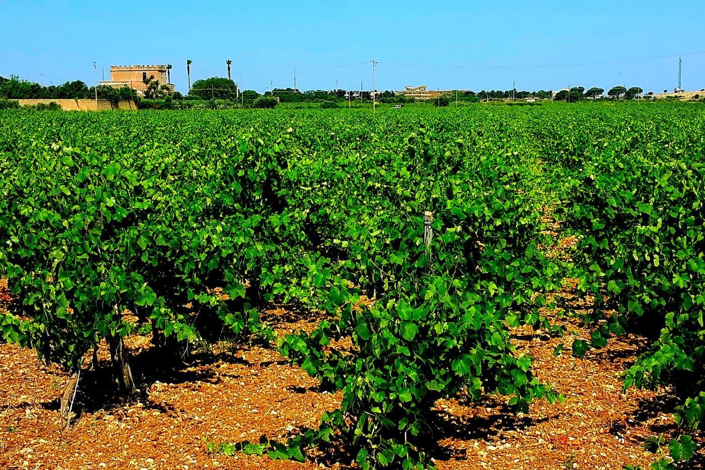 Vinhedo em alberello em Mazara del Vallo, oeste da Sicília
