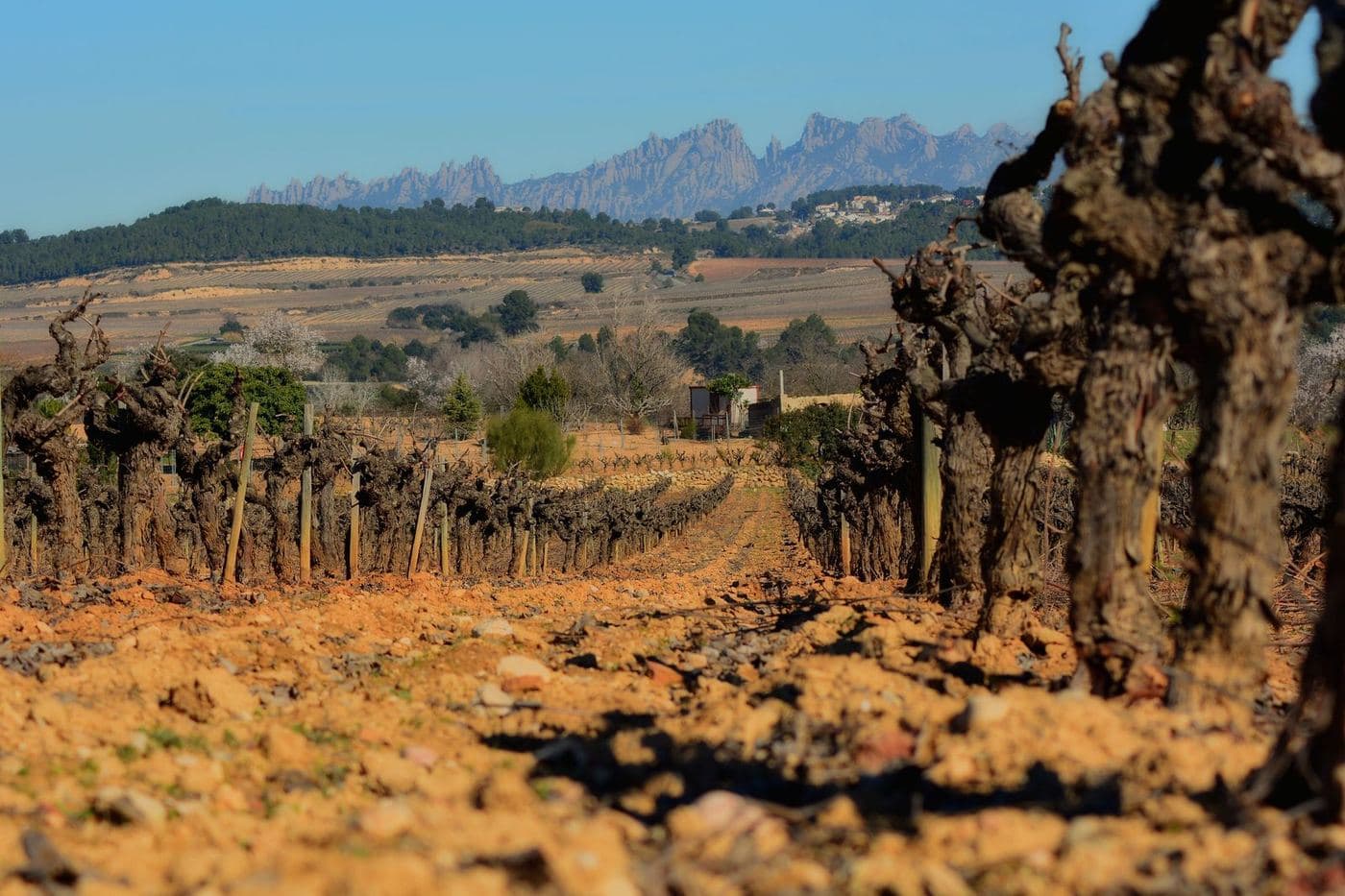 Vinhas velhas em Sant Sadurní d'Anoia com a montanha de Montserrat ao fundo