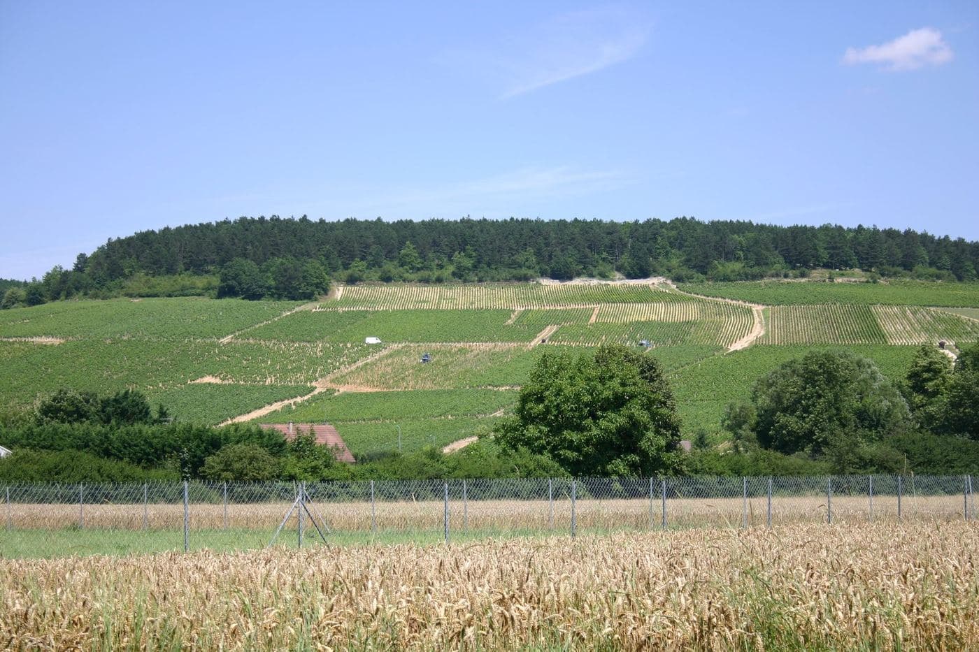 Encosta de vinhedos de Chablis vista sobre campo de trigo