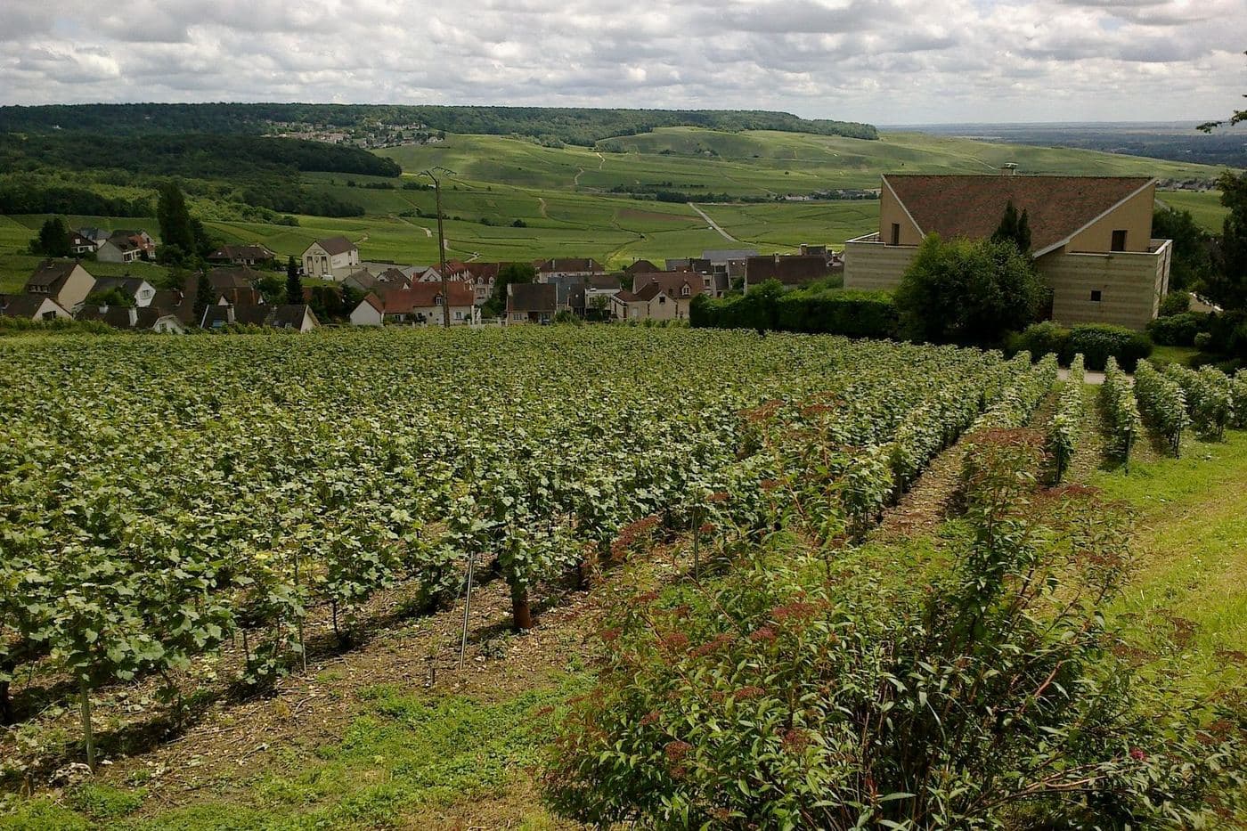 Vinhedos de Hautvillers com vista para o vale do Marne, Champagne