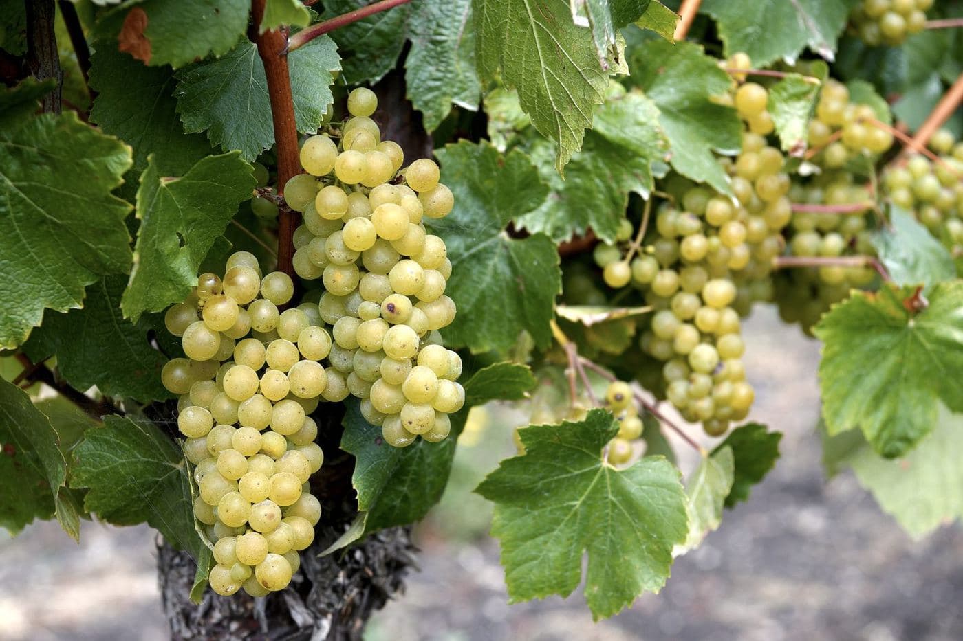 Cachos de Chardonnay maduros entre folhas verdes na videira
