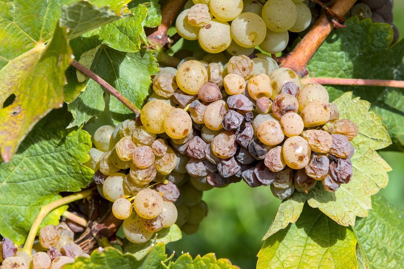 Cacho de Chenin Blanc maduro com algumas bagas botritizadas no Loire