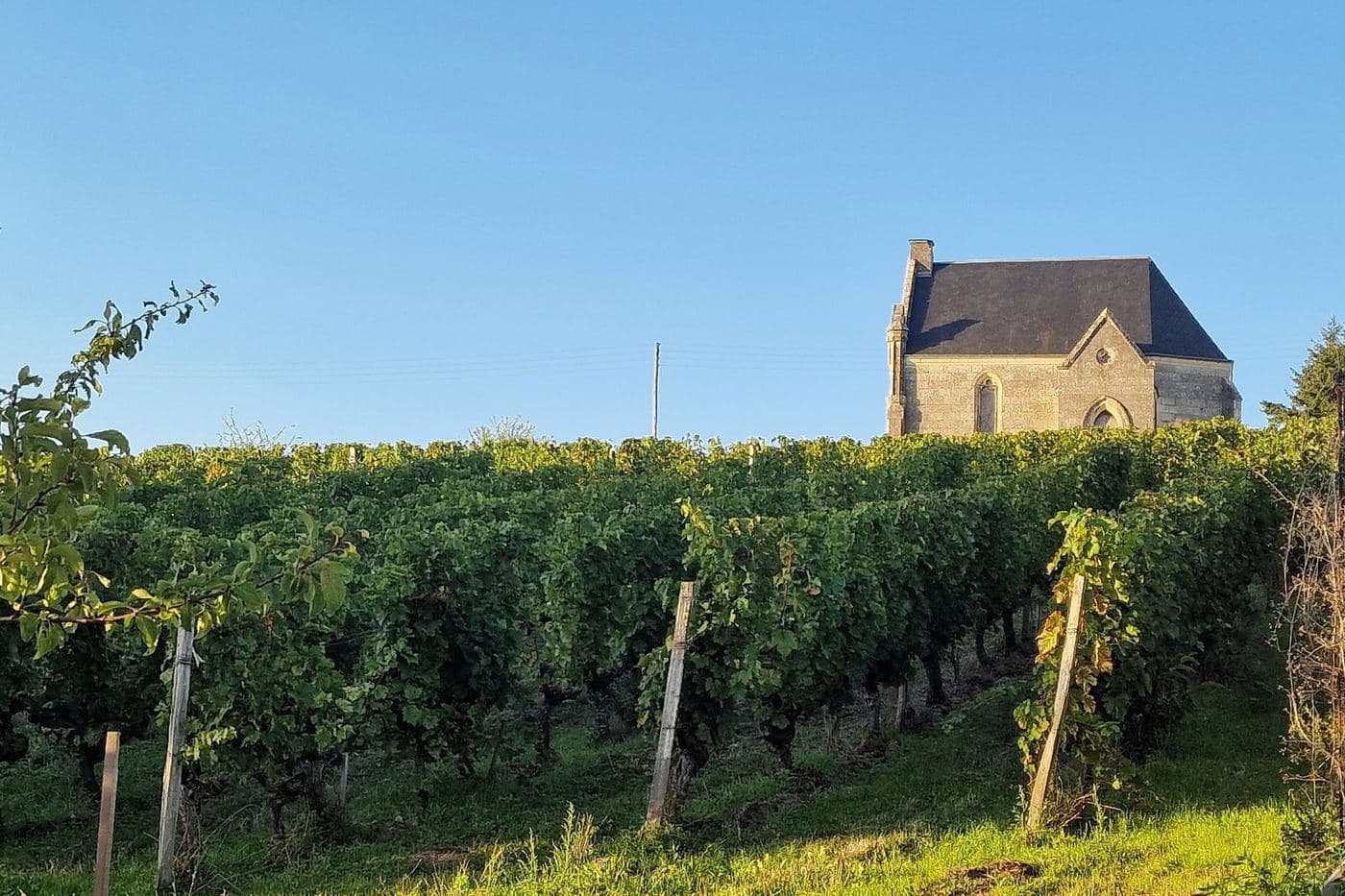 Vinhedo do Clos Monplaisir com capela de pedra ao fundo em Chinon