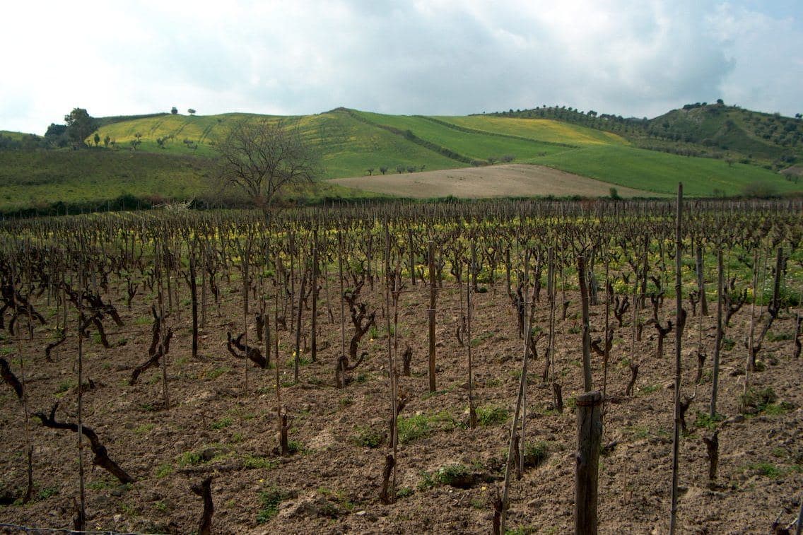 Vinhedo de Cirò no inverno com colinas verdes da Calábria ao fundo