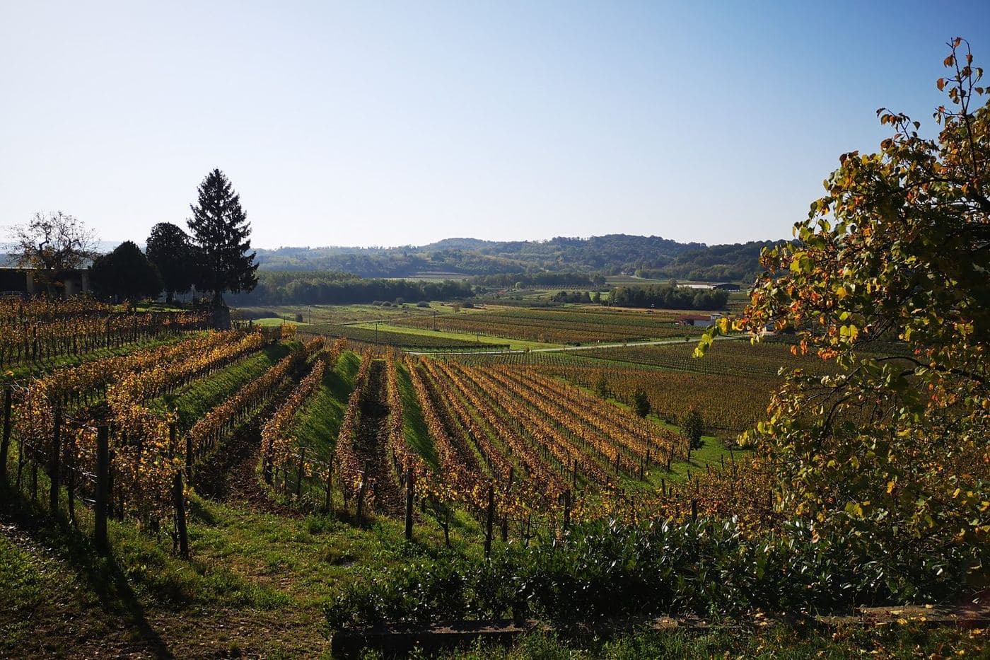 Vinhedos outonais em colinas perto de Oslavia, no Collio Goriziano