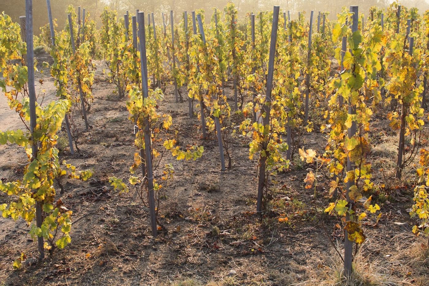 Videiras amarradas em estacas de madeira em vinhedo da AOC Condrieu